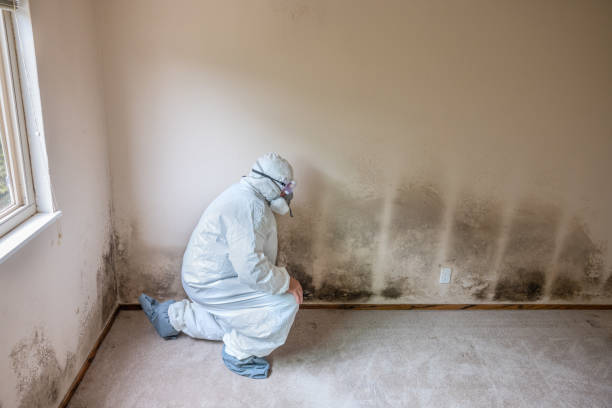 Mold Odor Removal Services in Apex, NC